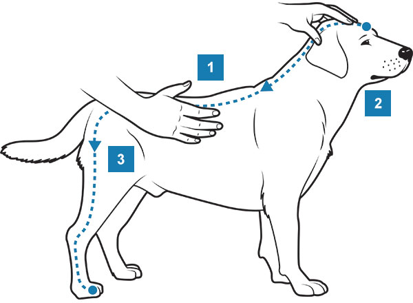 Dornova metoda Veterinar Košice